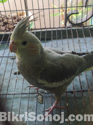 Cockatiel Bird gray single female